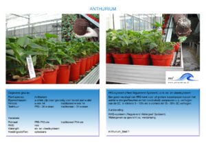 070501_PRS_Anthurium_blad1