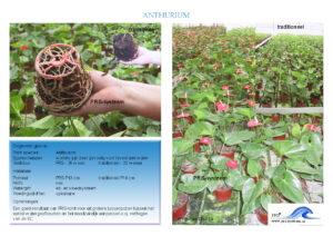 070501_PRS_Anthurium_blad1a