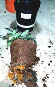 1aFicus benjamina 9 weken