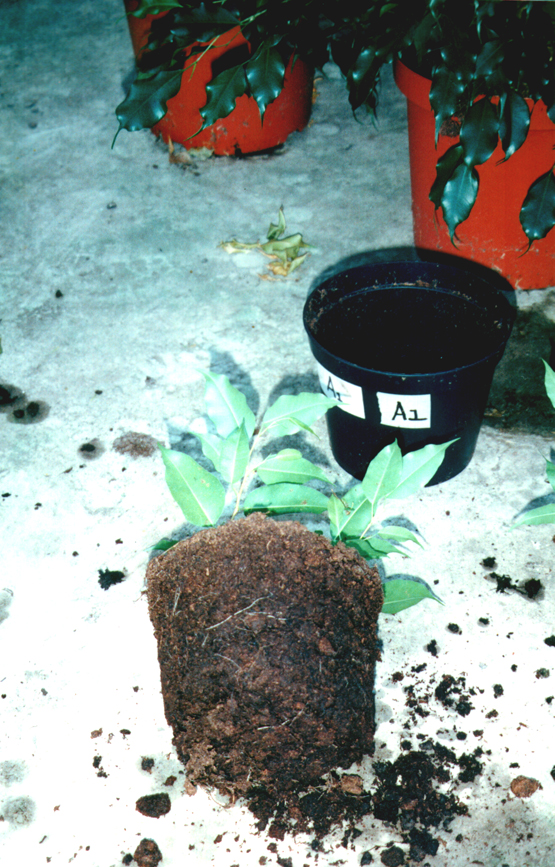 1bFicus benjamina 9 weken