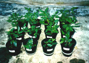 1cFicus benjamina 9 weken