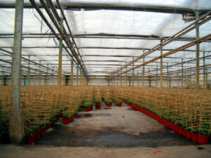 2.Duchesnea 'sieraarbei'