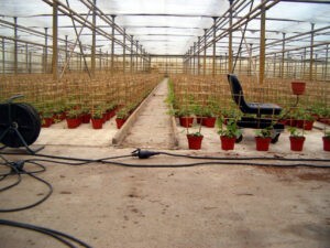 3.Duchesnea 'sieraarbei'