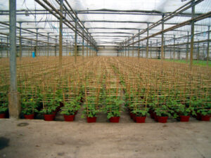 4.Duchesnea 'sieraarbei'