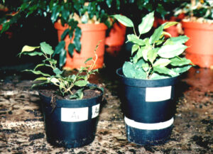 Ficus benjamina 9 weken