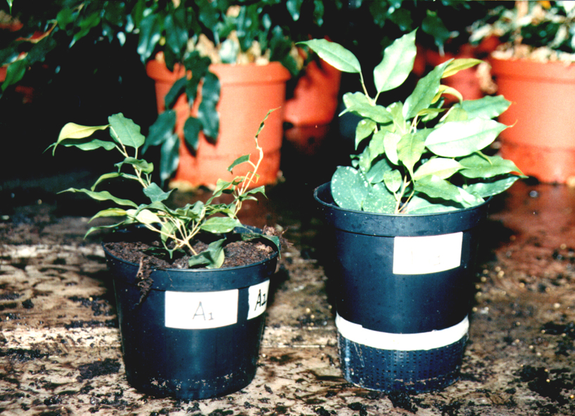 Ficus benjamina 9 weken