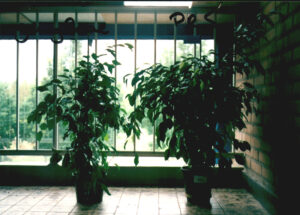 Ficus benjamina winterperiode