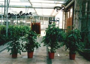 Ficus benjamina zomerperiode