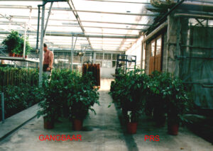 Ficus benjamina zomerperiode2