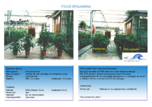 ficus benjamina_blad1