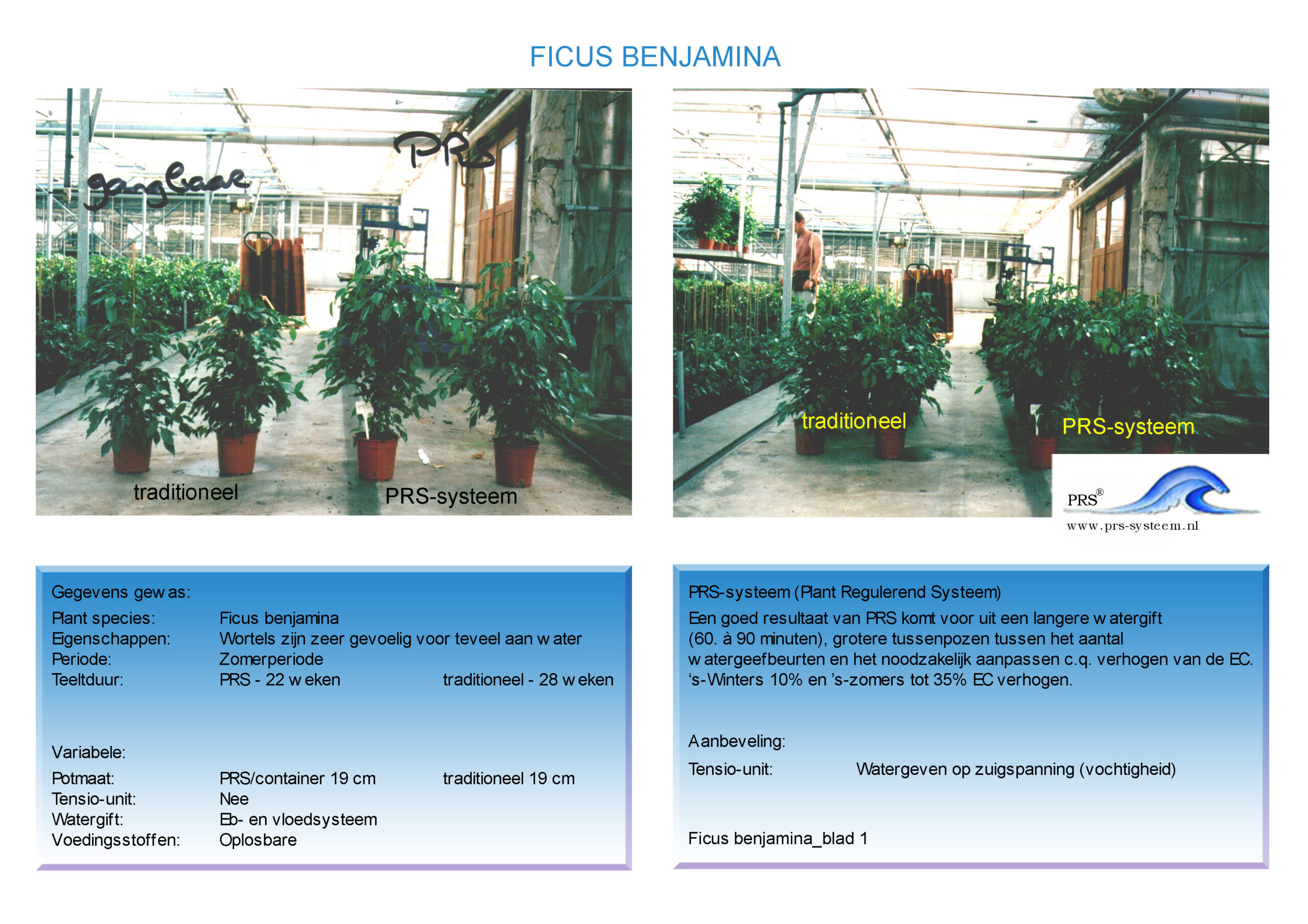 ficus benjamina_blad1