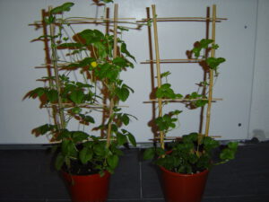 prs kleurenpot aardbei 003