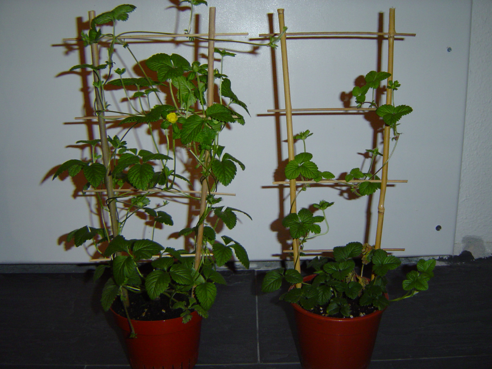 prs kleurenpot aardbei 003