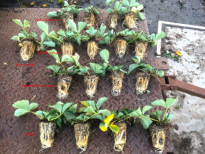 2016-12-16 16.06.44_eind resultaat wortels